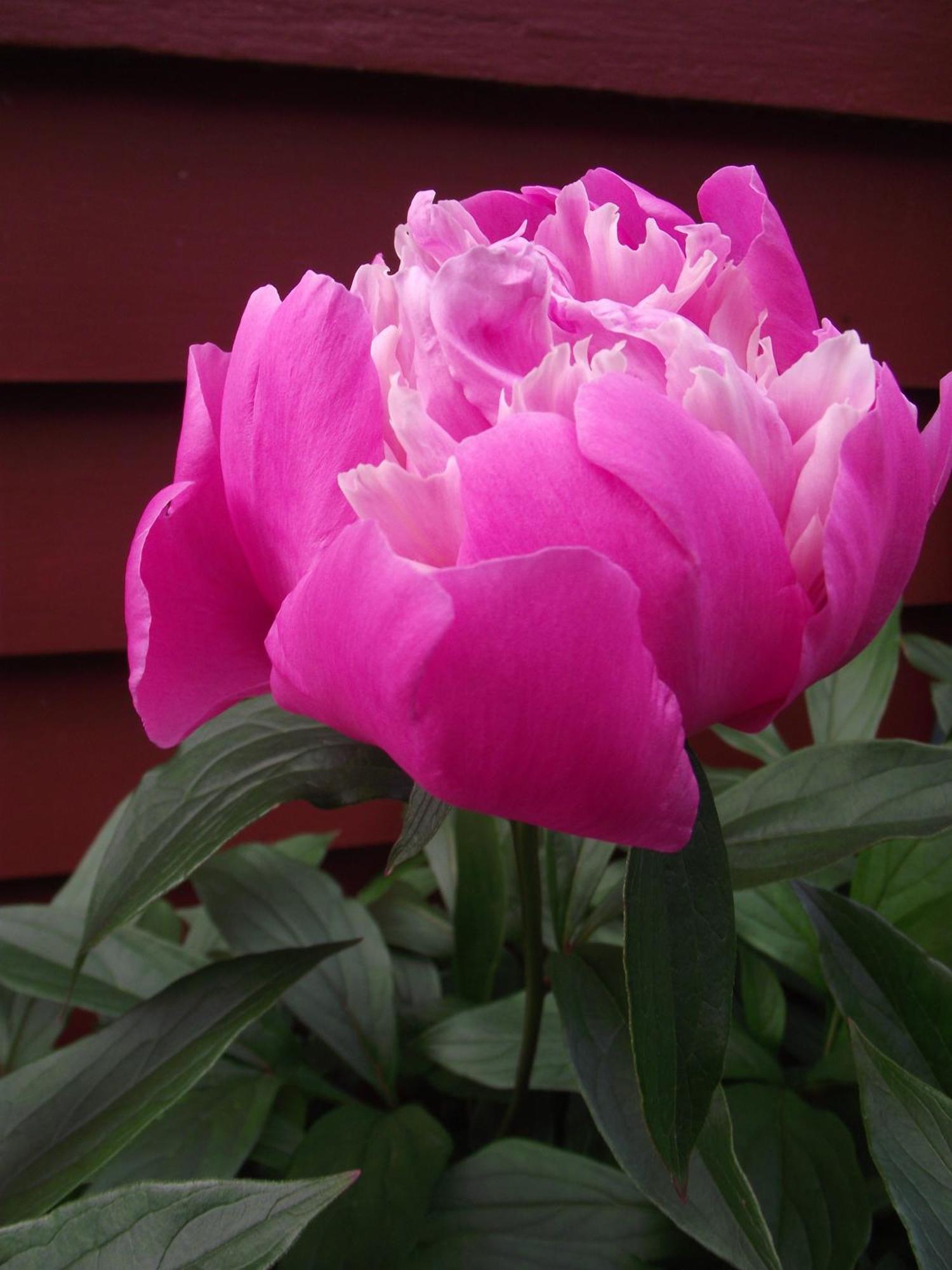 Bailey House Bed And Breakfast Annapolis Royal Exterior foto